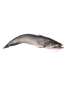 product - 15BBR8