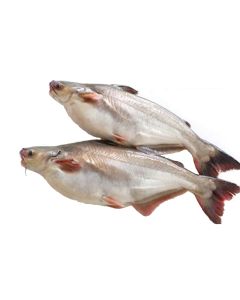 product - 15PAN2