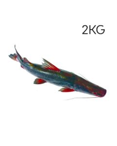 product - 15ABR2