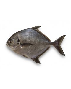 BG BLACK POMFRET 1kg+