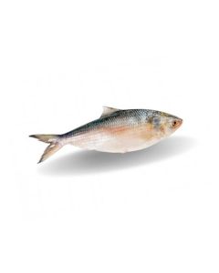 B GOLD CARFU WHOLE IWP 1