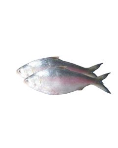 Crown Farms Burmeese Hilsha Special Pack 800 - 1000g 2 Pieces Sold Per Kg