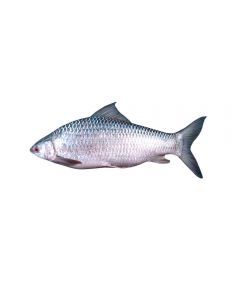 Crown Farms Mrigal Fish Burmese Frozen 6kg+