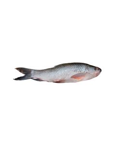 BANGLA GOLD ROHU IQF 1kg