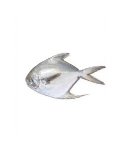 B/GOLD WHITE POMFRETS 300/400