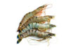 Fresh Water King Prawns Block Frozen